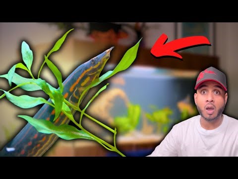 Moving My Giant Fire Eel Into My ND Aquatics Tank!