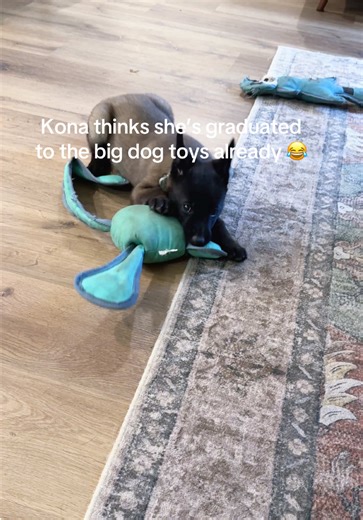 Puppy Kona Loves Big Dog Toys | Malinois Dog
