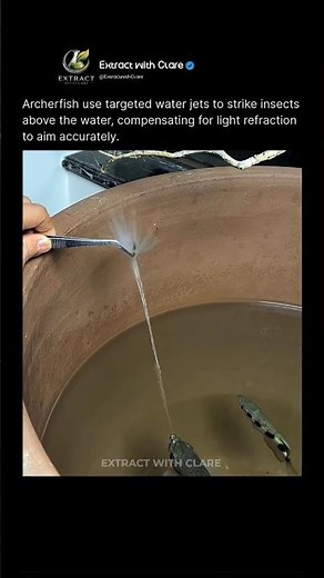 This Fish Hunts Using Water Sniper Shots 🐟💦