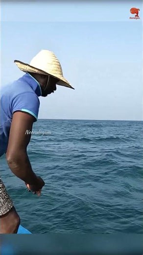 Catching Vermilion Snapper Fish in the Sea