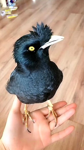 养了6鸟的年，今天突然唱歌给我听，惊呆了_3xp2cjkiiz69x7i OMG! bird can sing the song 🐦‍ . . | FunAnimi