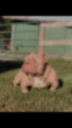 Little Bully Camp on TikTok