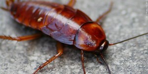 Cockroach crawling under sink, octopus not date marked found at Phoenix-area eateries