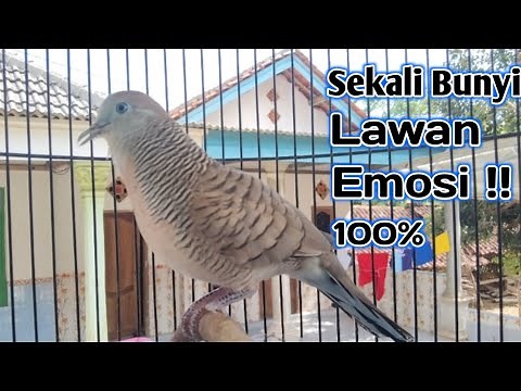 Perkutut lokal gacor suara cocok untuk pancingan semua jenis perkutut