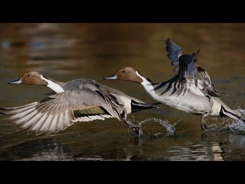 Domestic ducks flying, slow motion completion