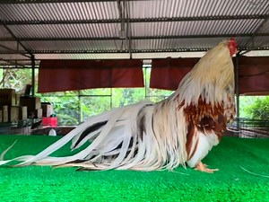 85K views · 4.1K reactions | Rooster crowing sounds effect compilation plus  #trendingpicture #trendingsound | BIRD 24 | Facebook