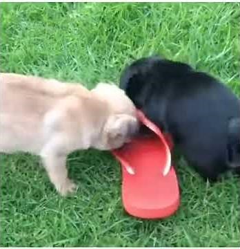 pug puppies for sale | Teacup Pug Puppies, White, Apricot Pugs For Adoption - teacuppugpuppies4sale