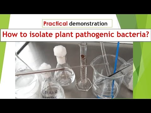 How to isolate plant pathogenic bacteria │Streaking and dilution plate │Practical demonstration