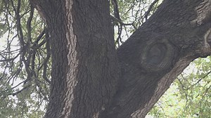 How oak wilt can impact tree, more in Central Texas