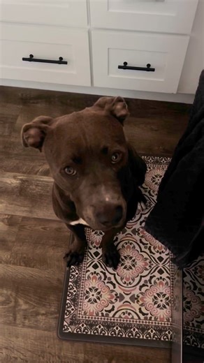 293 reactions · 21 shares | Hank is the best of the good boys 凉 and that happy tail is flying! Hank (lovingly called Bingo) is up for adoption. His perfect family would love to snuggle and play and buy him his favorite chewy toys  Come meet Hank! #adoptdontshop #dogrescue #fosterdog | Take Me Home Pet Rescue | Facebook