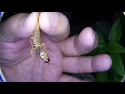 How to Catch a Scorpion