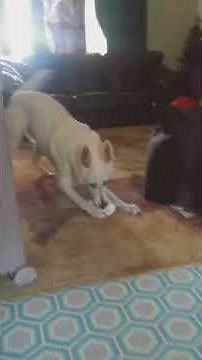 Dog Rips Apart Baby's Diaper While Playing - 1125525