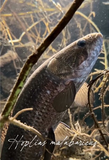 Hoplias malabaricus - wolf fish #traira #pesca #hoplias #monsterfishkeepers #monster