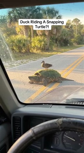 This Duck Picked the Wildest Ride Across the Road #duck #snappingturtle #wildlife #caughtoncamera #floridawildlife