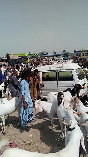 Exploring a Vibrant Goat Market Experience