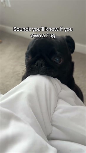 Cute Pug Noises
