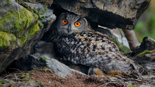Eurasian Eagle-Owl Nest Hidden Under a Rock Ledge – Bubo bubo