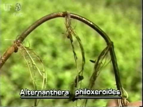 Alligator weed (Alternanthera philoxeroides)