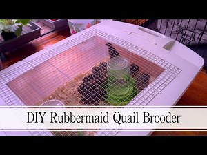 DIY Rubbermaid Quail Brooder