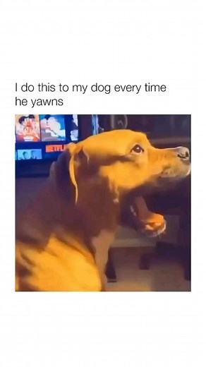 Hilarious Dog Memes on Instagram: "Follow 🐕 @dogs.are.hilarious for more dog memes 🐶 @dogs.are.hilarious 🐶 @dogs.are.hilarious 🐶 @dogs.are.hilarious I don't intend to infringe copyright, I thank owner of the video for the amazing clip! ❤️ Tags just ignore it O#dog #dog #puppy #pup #cute #eyes #dogs_of_instagram #pets #animals #petstagram #petsagram #dogsitting #photooftheday #funnydog #funnydogs #funnydogmeme #funnydogmemes #funnydogmemes #funnydogmemesandpictures #dogsbeingsilly #sillydog #