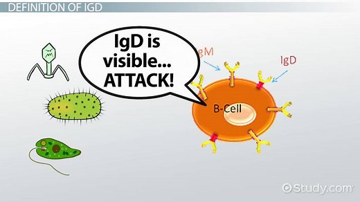 Immunoglobulin D | IgD Location, Function & Deficiency