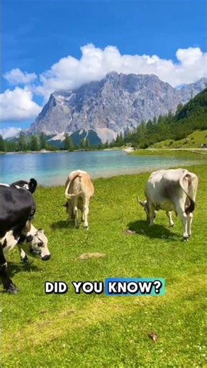 unique facts about cows #cow #animal animal#shorts