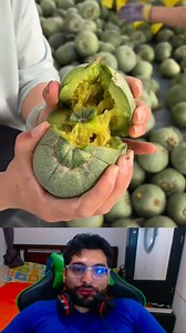 cosecha melones cucumis melo #cultivo #cosecha #tendencia #viralreels | Los Caballeros reaccion