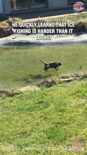 😺💦 Slippery Situation! Cat Chases Fish Beneath Frozen Pond! 🐟