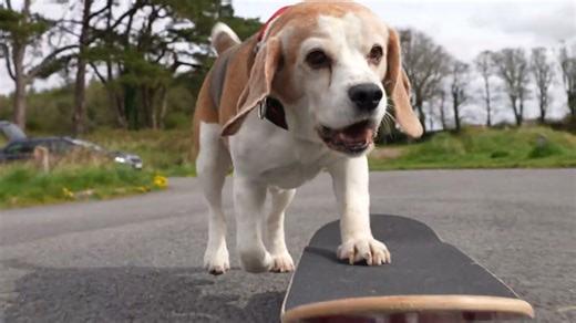 Awesome beagle practicing tricks on his skateboard