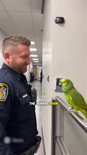 Squawking louder than the siren again 🦜🚨 #talkingparrot #funnyparrot | Wild Whispers