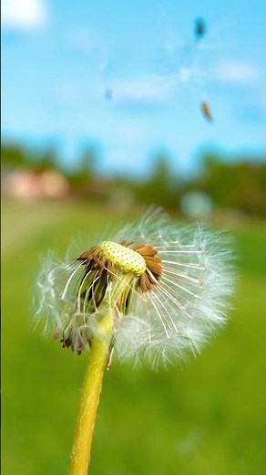 Spring Awakening in 4K Relaxation Scenes #spring #sleepaid #relax #peace #nature #animals