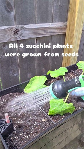 From an AeroGarden!?! #gardening #garden #shorts