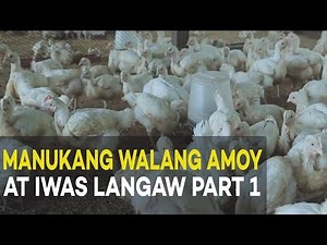 Manukang Walang Amoy at Iwas Langaw: Introduction and Benefits | Agribusiness Broiler Farming Part 1