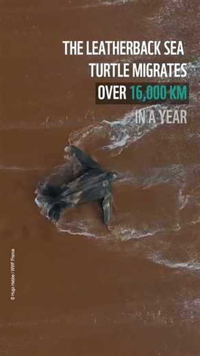 The Tortoise Wins. By 13,200 km. 🐢🐟