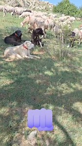 Görev basindalar #haymana karasi#kangal#akbas# | Meşhur Haymana Karalari