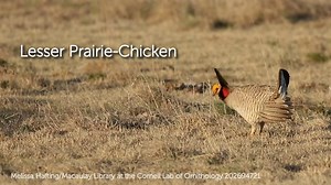 The Lesser Prairie-Chicken is slightly smaller than the closely related Greater Prairie-Chicken, but it's no mere pale imitation! This species has distinctive courtship displays, vocalizations, and habitat preferences. Learn what sets it apart: https://abcbirds.org/bird/lesser-prairie-chicken/ | American Bird Conservancy