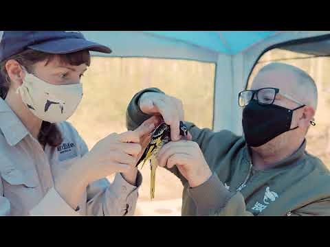 Regent Honeyeater release | The survival of a species