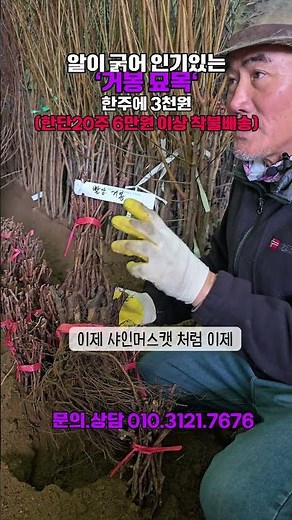 알이 굵어 인기있는 '거봉묘목'#거봉#거봉묘목#포도묘목#포도#거봉농사#경산묘목판매#경산묘목단지#경산묘목특구#경산농원#포도나무#경산종묘상#갑을농원