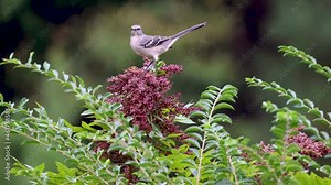 Mockingbird perching on a blooming Sumac bush in North Carolina