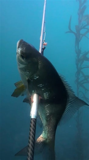 Spearfishing Surfperche on Hawaiian sling