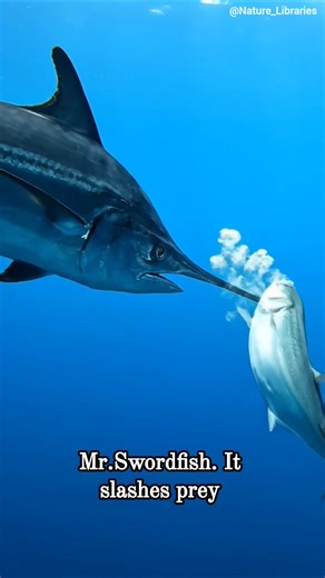 When speed turns into a weapon 🗡️ Sward Fish 🐟 #fish #swardfish #newfish #trebding