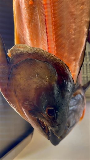 Inside the dryer — where patience turns fresh fish into deep, concentrated flavor. Carefully prepared salmon, trout, branzino, and rockfish resting in the drying chamber. Controlled airflow, precise temperature, and time do the work — removing moisture slowly while preserving natural oils, texture, and taste. Drying fish is not about rushing the process. It’s about balance. Too fast — and you lose quality. Too slow — and you risk inconsistency. This is how premium dried fish is made: clean, simp