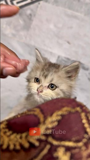 Hungry Cat Meowing for Food, Cat Asking for Food #shorts #catsounds #meowing
