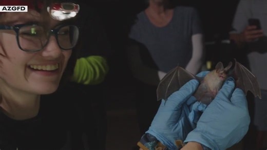 Mosquito-eating bats providing insect-control around Phoenix