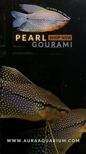 PEARL GOURAMI