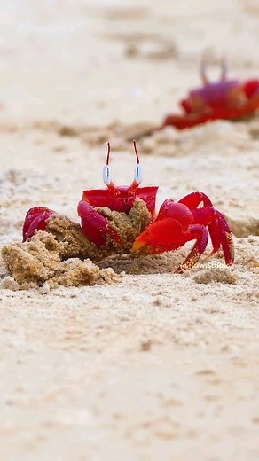 Red Crab Digging in Sand 🎬 @hawistudios . . #wildlife #crab #crabs #marineanimals #marineanimal #scuba #scubadiver #scubadiving #beach ##scubaaddict #redcrab | Born of Water Apparel