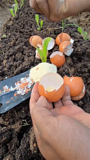 Learn when and why to apply agricultural lime to your soil. From correcting soil acidity, boosting exchangeable calcium levels, to preventing soil-borne diseases—lime is a powerful tool for long-term soil health and crop productivity. If you grow crops in acidic soils, this is essential knowledge. | Let’s Gardening | Facebook