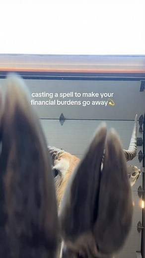 like to claim #tulsa #taxidermy #oddities #naturalhistory #oklahomanature #oklahoma | Black Moth