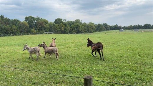 5.5K views · 314 reactions | While out trail riding today, the girls herd was super excited to see Dakota and I. Volume up to fully enjoy the donkey chorus 藍藍 | Little Longears Miniature Donkey Rescue | Facebook
