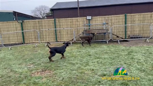 Peter and his 5 month old male Dobermann, we have been working with Pater and his Dobermann called Bailey since he was 3 months old, we now have lovely loose lead heelwork, working also on socialization around other dogs and teaching Peter the importance of engagement with his dog ✅💯💯🐕🐕🐾🐾🐾 | K9 Training Services: Dog Training Centre of Excellence